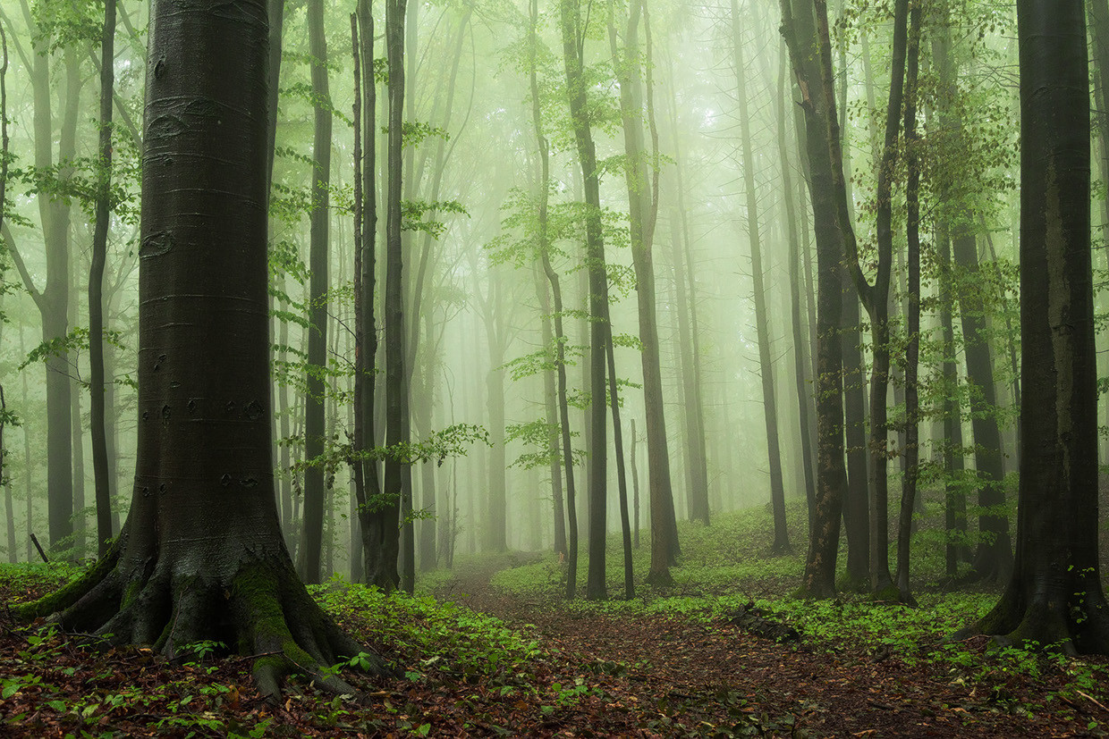 archatlas:  Secret Woods  Heiko Gerlicher is a 47 year old award winning photographer