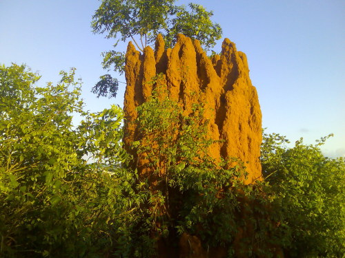 Ancient Architecture: Termite MoundScientists have found an abandoned termite mound in central Afric