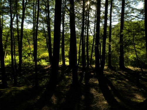 aetheric-aesthetic: Evening Forest Shade