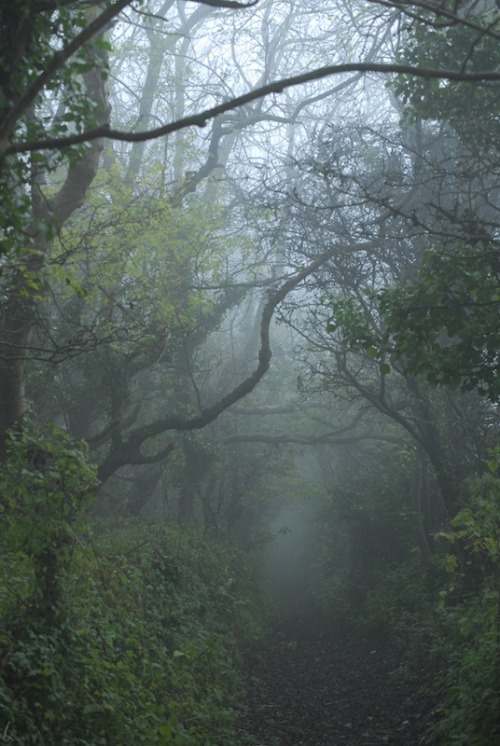 buron: Grove Mist (viii) ©sydburon - November ‘15