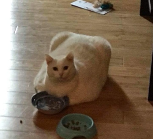 happys-hall-of-horrible-things:coolcatgroup:cursedcatpictures:quite chonkysubmitted by: nigballThis 