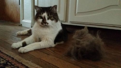 obstinate-nocturna:chubbycattumbling:catsbeaversandducks:Brace Yourself: Shedding Season Is Here“Put