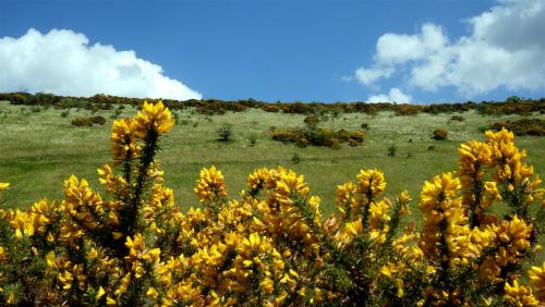 It’s Gorse of Course.