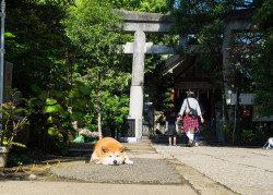 japan-overload:  Uo･ｪ･oU &lt; welcome to my shrine by torne (where’s my lens cap?) on Flickr.