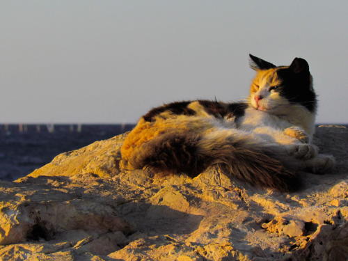 Beach Cat - North of Tel Aviv, Israel (via Gil Gordon)