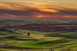 tulipnight:  Palouse Sunset by Mike Gass