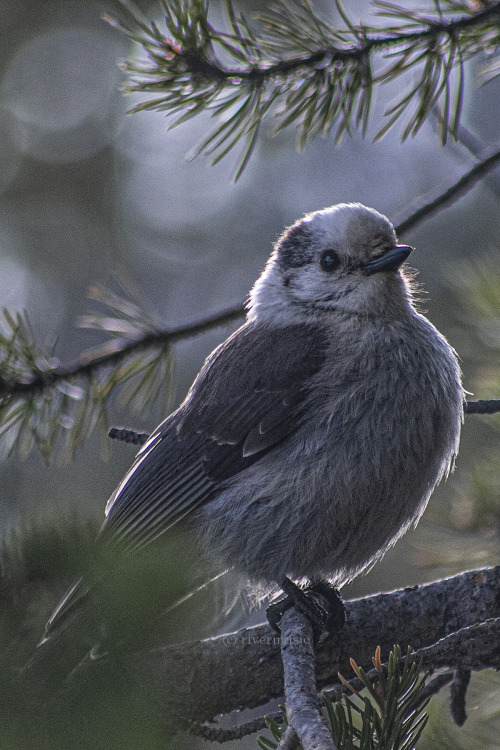 A gregarious Gray Jay is backlit while visiting from a Lodgepole Pine, Sylvan Lake area, Yellowstone