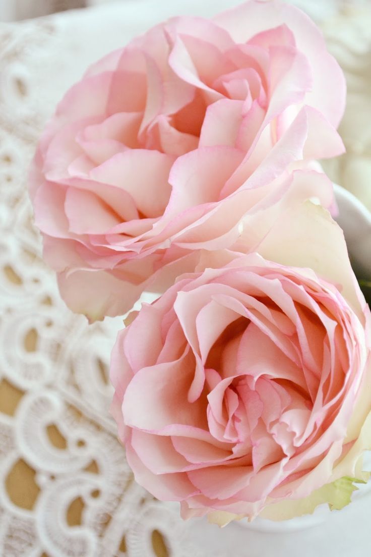 The Rose Garden