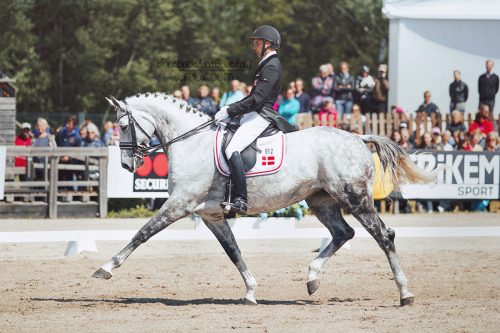 barebackandbarefoot:  Tørveslettens Stamina ‹ Stedinger x Clara ›  Danish Warmblood Mare