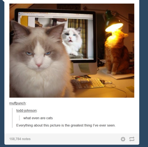 sykarisdawnshadow: abyssaldrake88: itsstuckyinmyhead: Cats and Tumblr I am compelled to reblog this&