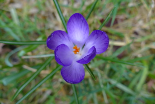 A crocus flowering in my garden in February 2019