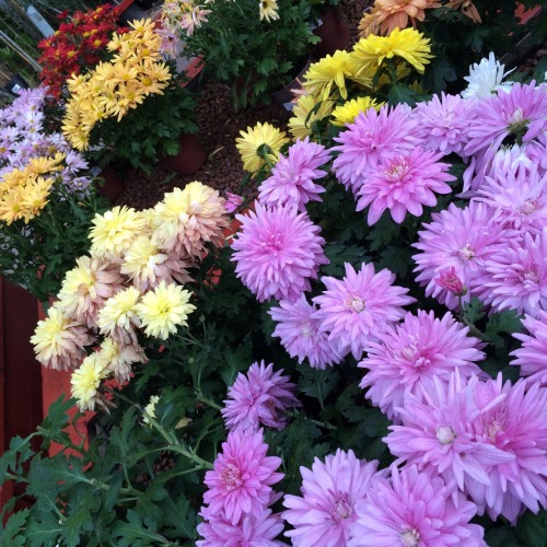 artsy-fille:  Flowery snaps from today.