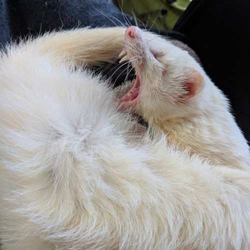 Casper is the softest most gentle ferret, but I love how fierce he looks in this photo!Do you have a