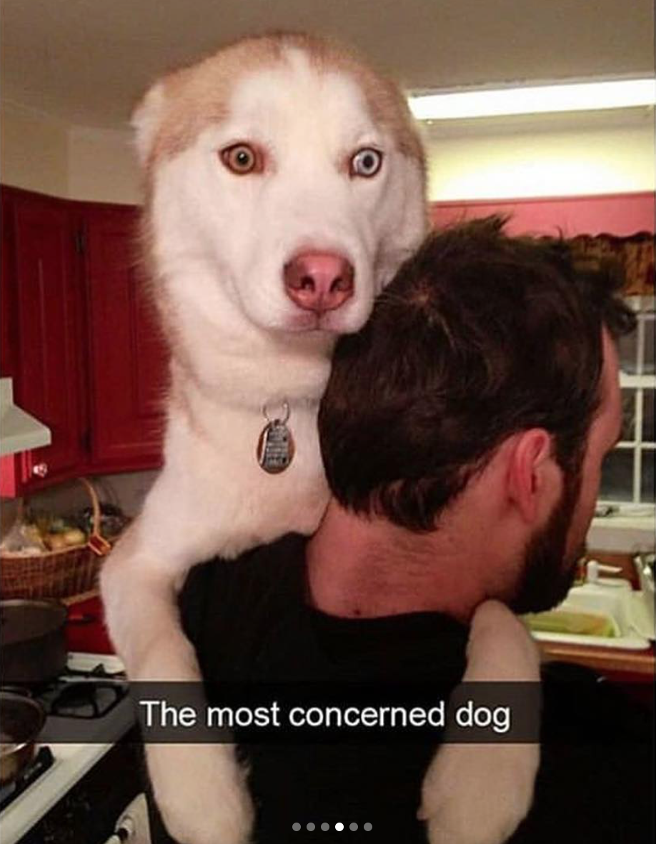 babyanimalgifs:  Dog snaps