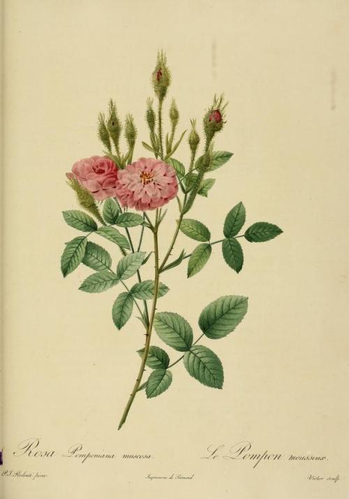 heaveninawildflower:Rose illustrations taken from ‘Les Roses’ by P. J. Redoute.Published 1824.Califo