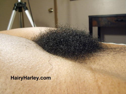 superhirsuteandbushychicks:  More Hairy Harley with her ultra super bush. 