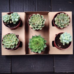 Succulents from this mornings market run