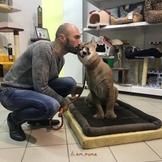 Puma Rescued From A Contact-Type Zoo Can’t Be Released Into The Wild, Lives As A Spoiled House Cat