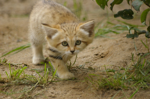 Feral cat