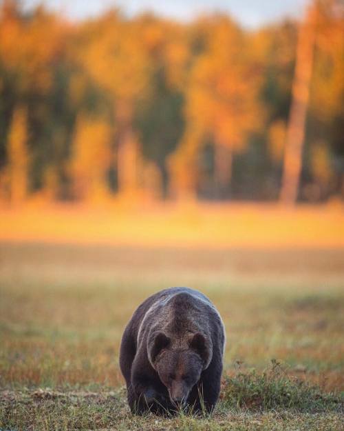 loveforallbears:How beautiful are these photos by Stian Norum Herlofsen Photography!