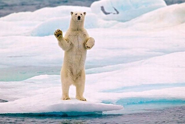 animal-factbook:  Polar bears wave goodbye to their offspring every day as they see