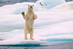 animal-factbook:  Polar bears wave goodbye