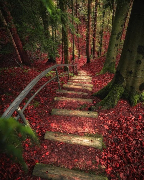 renamonkalou:Red forest | Sinhue Boksberger