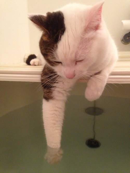 babyanimalgifs:  dis feel gooood
