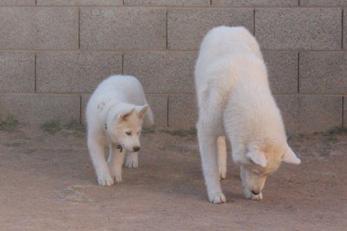 Porn dragonsandbutts:  6woofs:  Follow the Leader! photos