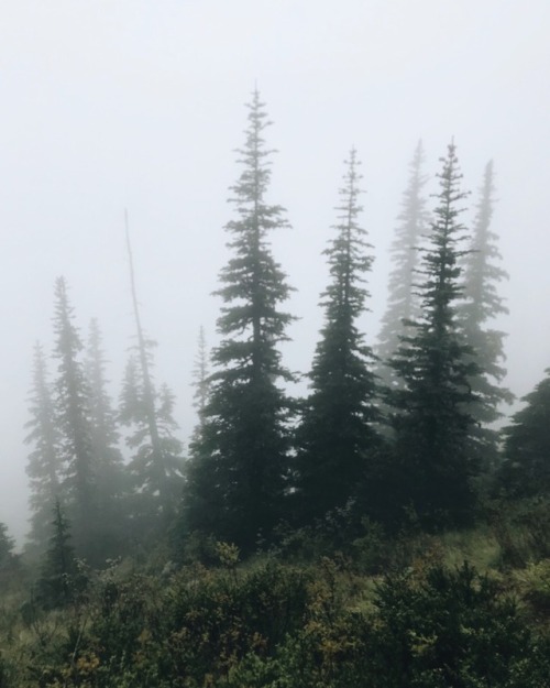 adventureovereverything: Foggy mornings