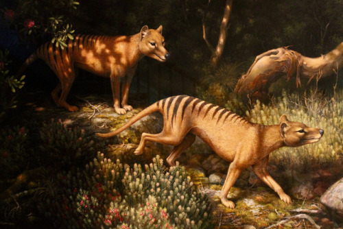 thylacine-dreams:Thylacine painting by William Cooper, 2006. [x]