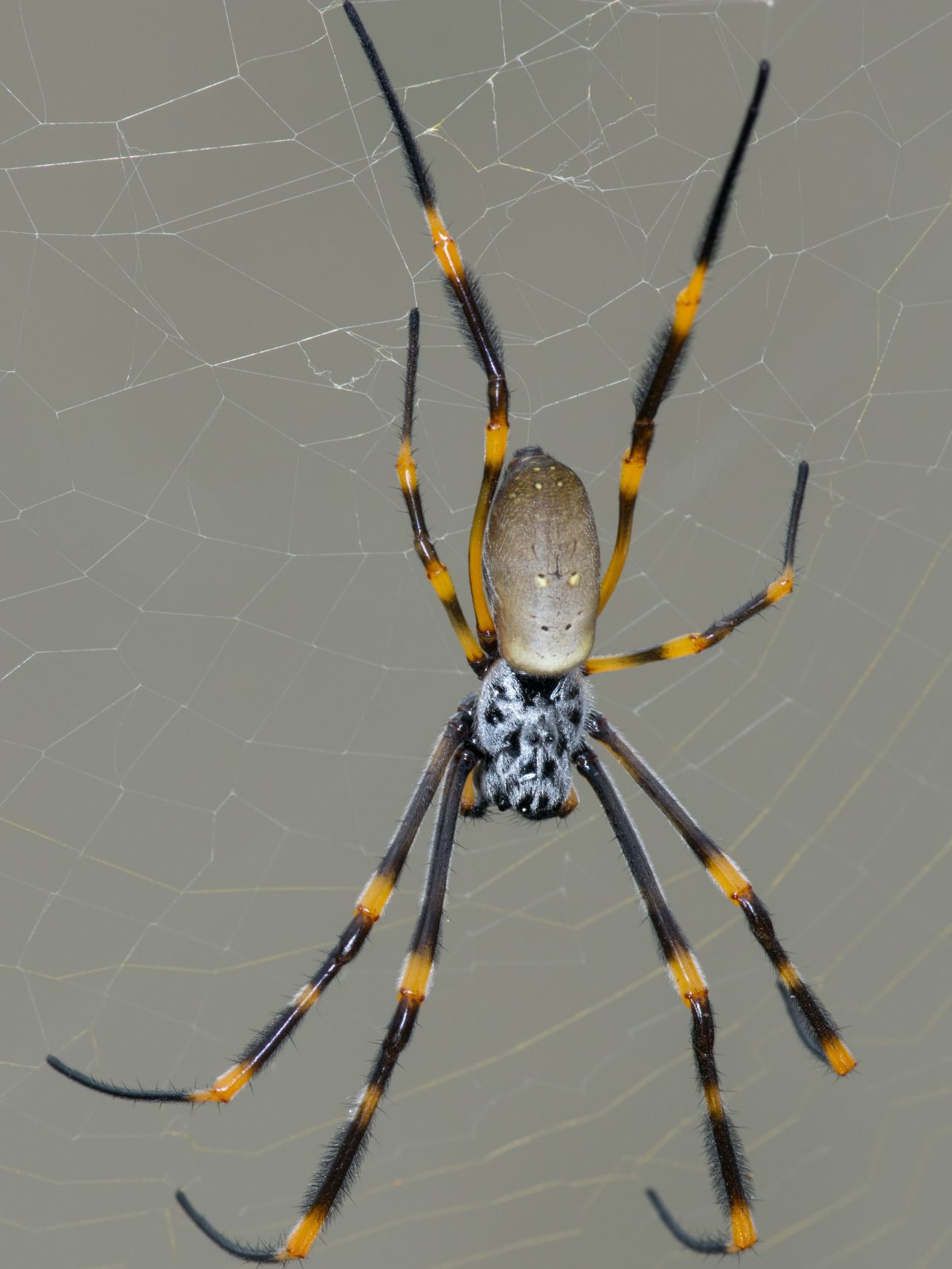 macrodan:   This is a gorgeous Golden Orb-weaver (genus Nephila, probably Nephila