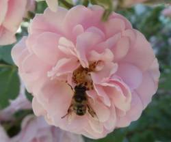 botanical-photography:  Bee on a rose  Source: