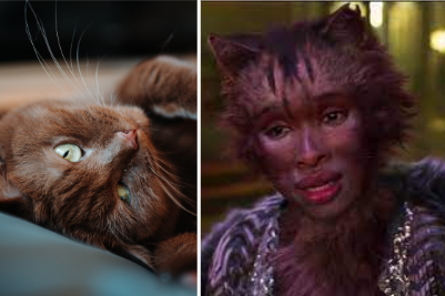Cats 2019 As Real Cats Because Why Not. Part 2 The Queens.