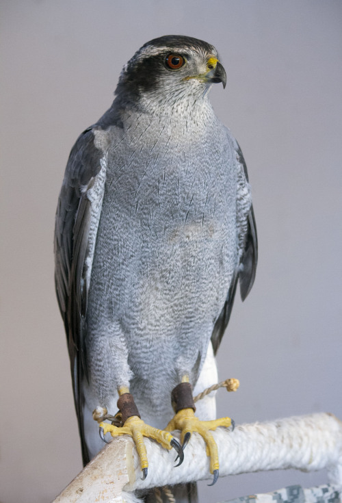 crazycritterlife:Photoshoot with Kai! I couldn’t resist. He’s a handsome devil in his th