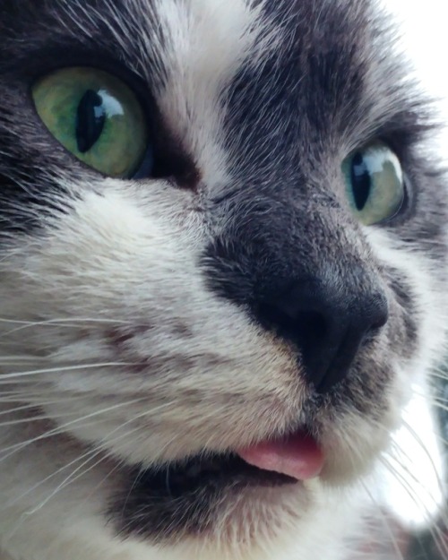 sprachtraeume:lep