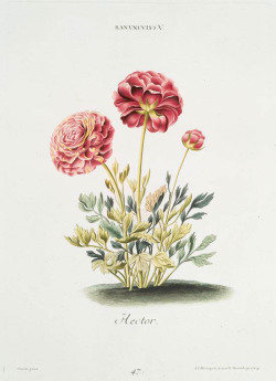 heaveninawildflower:   Ranunculus V (1768-1786) by Georg Dionysius Ehret (1708-1770). NYPL Digital Collections.  