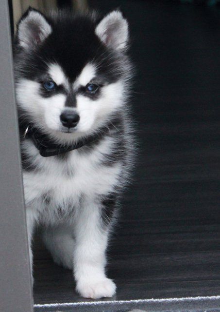 aww-so-pretty:  husky lover
