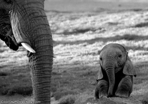 sararye:  freightsick:  lovers-bones:  omg the seal  Just gonna sit here and cry for a little bit maybe  look at the elephant oh my god 