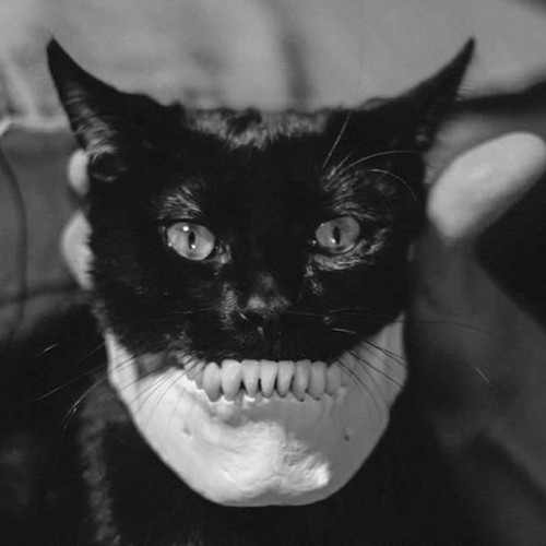 obsessedwithskulls:Meow.This is so disturbing I debated not reblogging it? But it is also excellent,