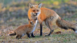 magicalnaturetour:  Now Here’s One Foxy Momma: From  Paul Cyr Photography 