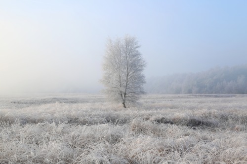 Frosty Friday