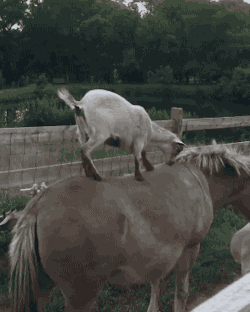gifsboom:  [video]