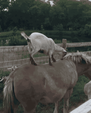gifsboom:  [video]