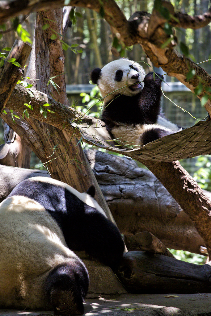 giantpandaphotos:  Bai Yun and son Xiao Liwu at the San Diego Zoo on July 13, 2013.