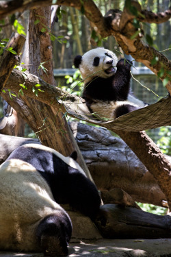 giantpandaphotos:  Bai Yun and son Xiao Liwu