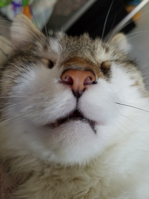 This my elasti-cat Jack. He sleeps a lot and his mouth is never really closed.(submitted by @thotsfi