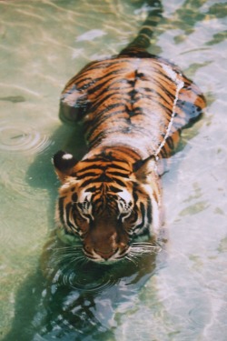 0rient-express:  tigers, Florida USA 2004 | by Debe.   