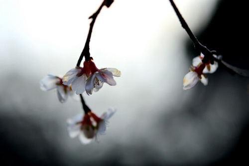 valscrapbook:  ★犬山城の四季桜 -愛知犬山- by m-miki on Flickr.