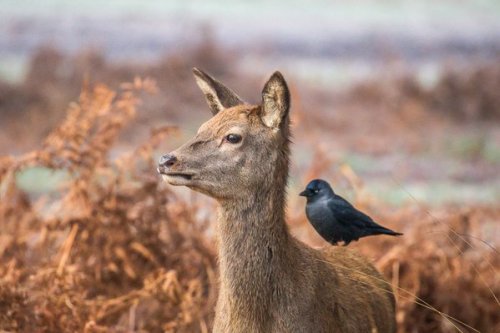 pagewoman: Deer and Crow, Richmond Royal Park, Greater London, England by Andrew Locking
